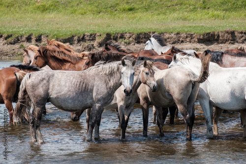herd of horses at a watering hole in the river