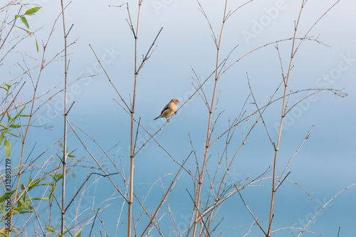 House sparrow-Passereaux (Passer domesticus)