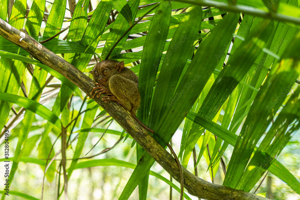 A tarsier in Bohol on the Philippines A tarsier in Bohol on the Philippines