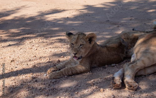 Sleepy Lion cub in the shade