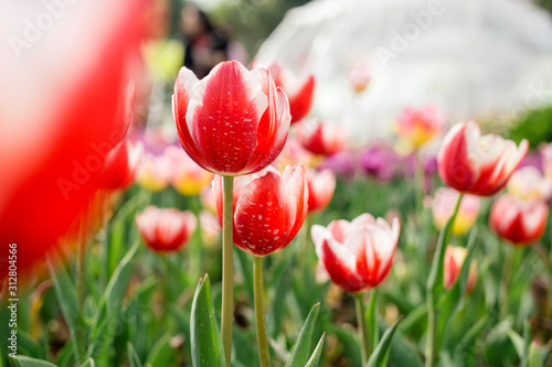 red tulips field