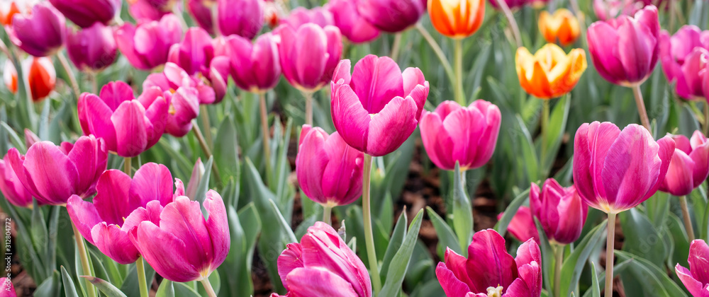 colroful tulips field colroful tulips field