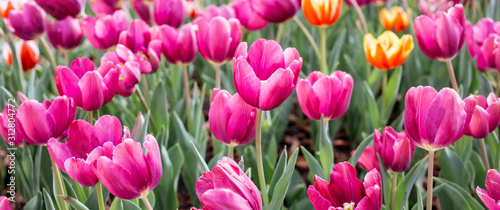 colroful tulips field