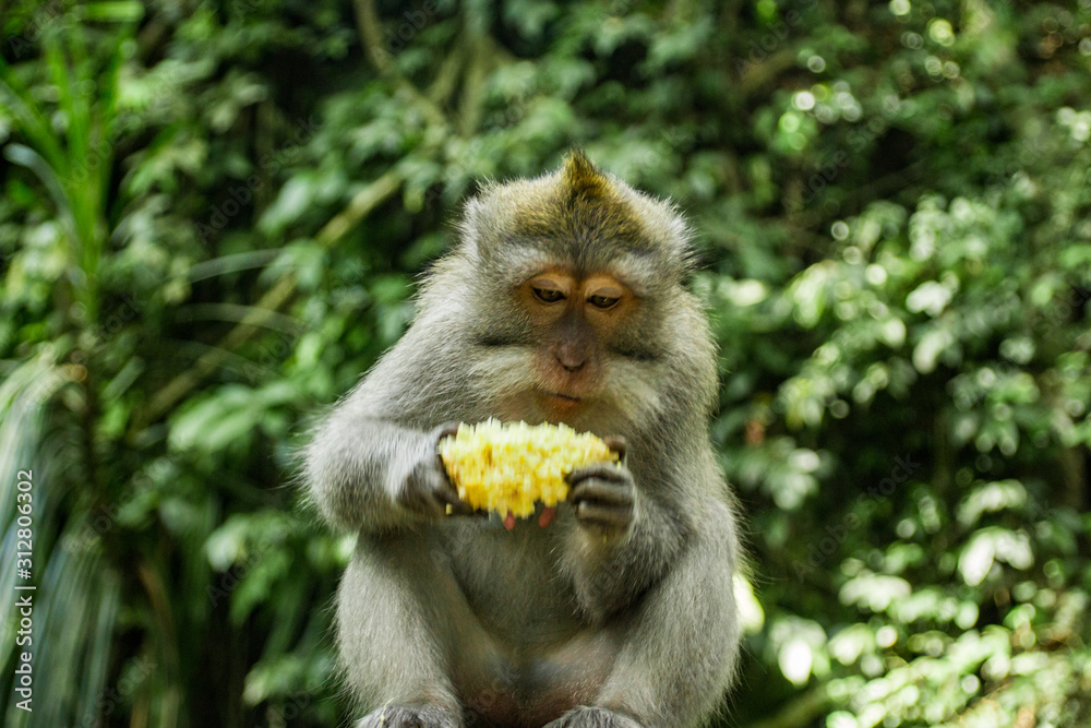 Fototapeta premium Monkeys In Sacred Monkey Forest Sanctuary In Ubud, Bali, Indonesia