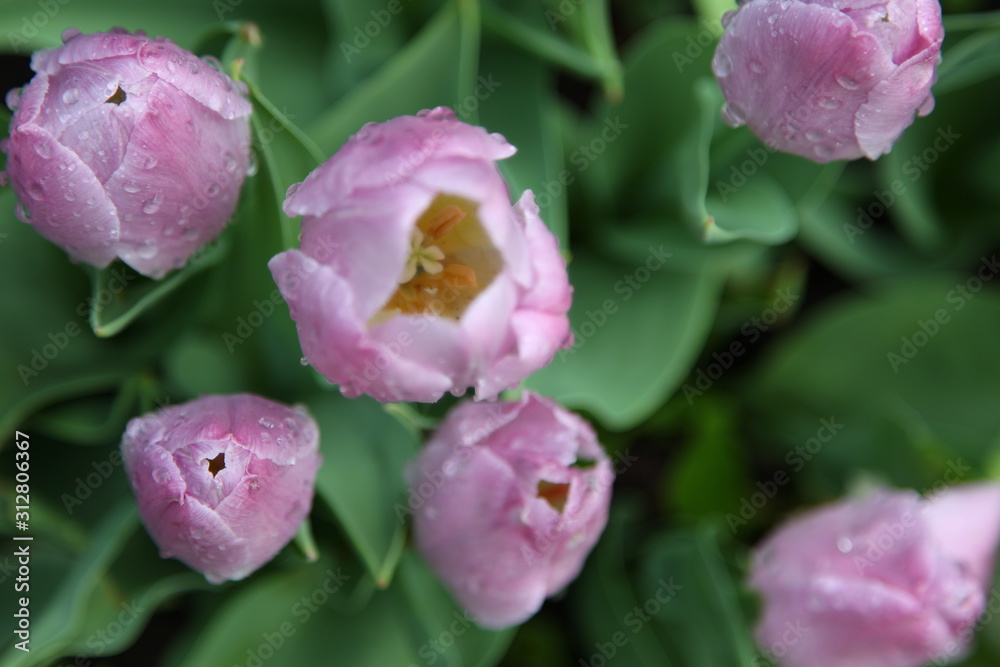 tulips in garden tulips in garden