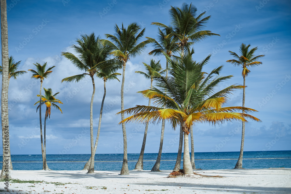 Fototapeta premium palm tree on the beach