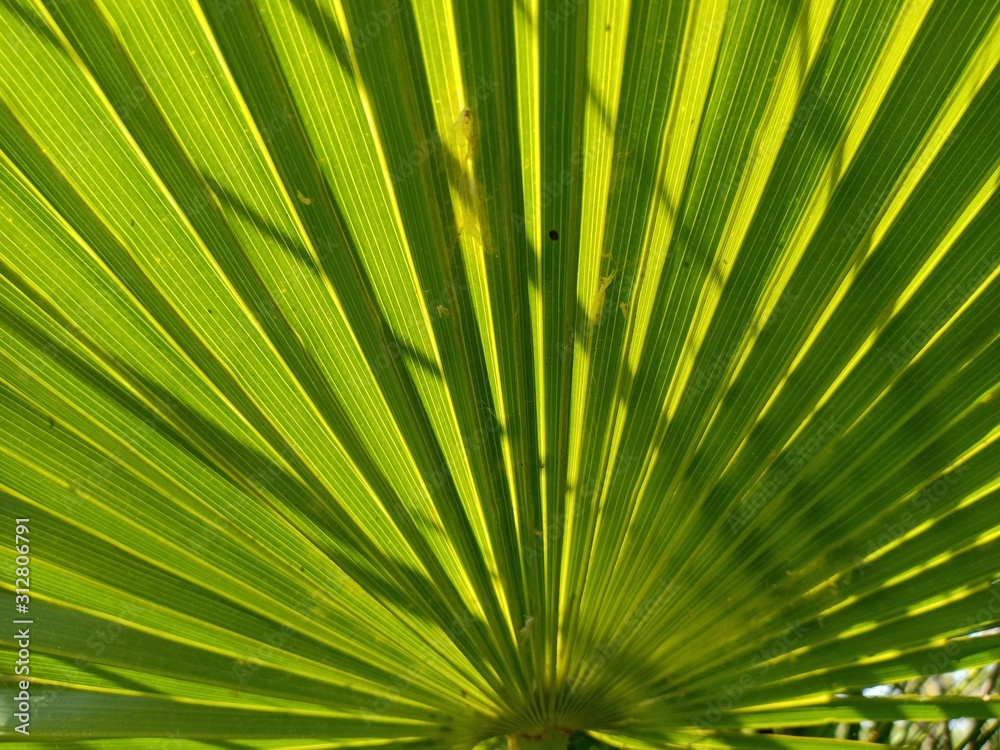 Fototapeta premium leaf of palm tree