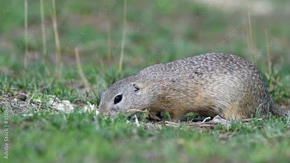 Ground squirrel in its natural habitat Ground squirrel in its natural habitat
