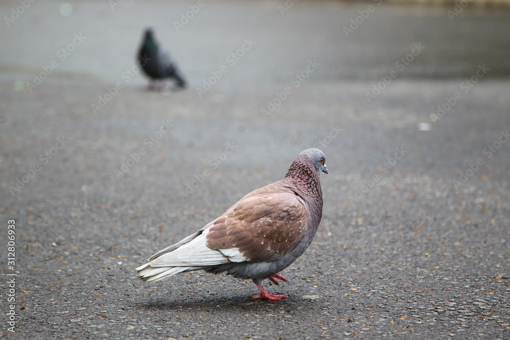 Obraz premium pigeons in the park