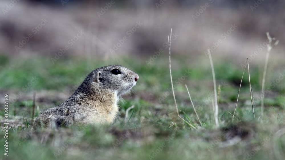Ground squirrel in its natural habitat Ground squirrel in its natural habitat