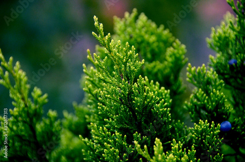 close up green pine needles juniper tree