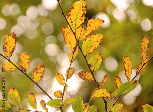 yellow autumn leaves