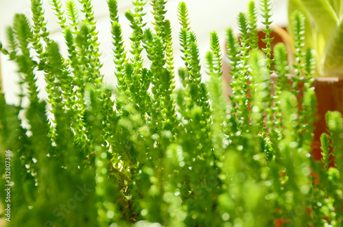 watch chain plant close up view