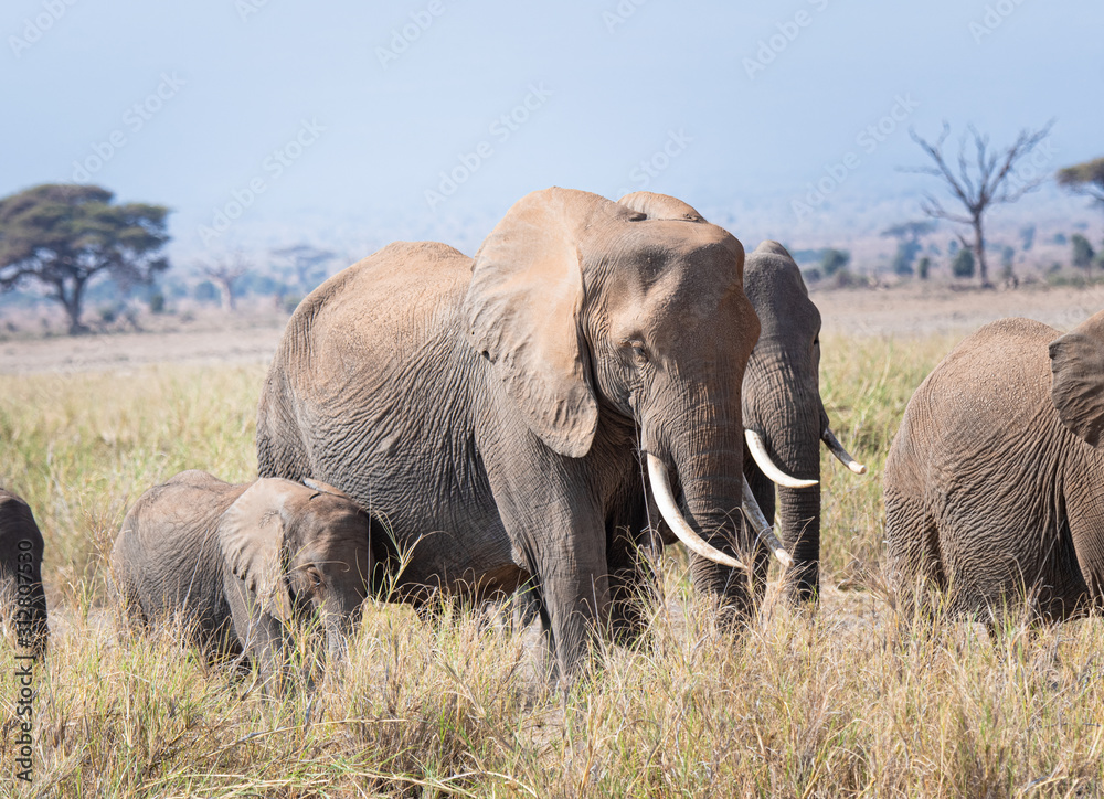 group of elephants