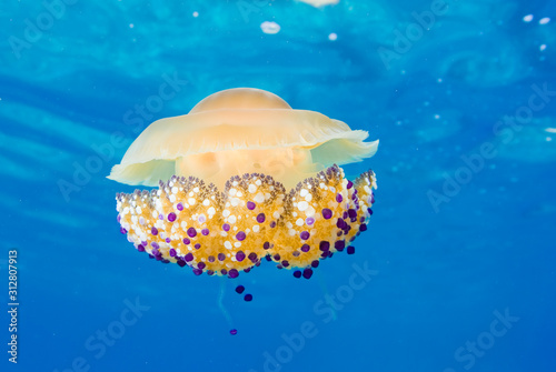 Mediterranean Fried Egg Jellyfish - Cotylorhiza tuberculata. Blue waters.