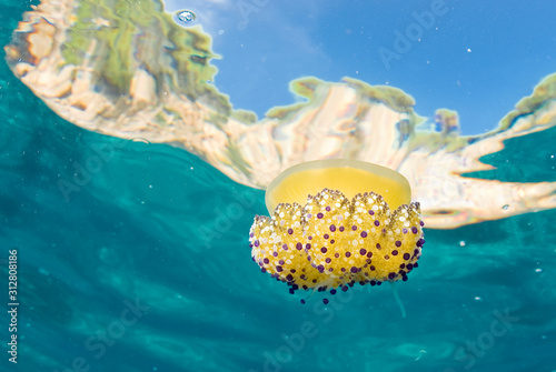 Mediterranean Fried Egg Jellyfish - Cotylorhiza tuberculata. Blue waters.