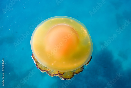 Mediterranean Fried Egg Jellyfish - Cotylorhiza tuberculata. Blue waters.