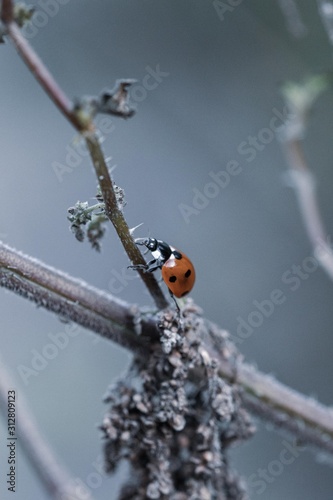 Red ladybug at frozen branches