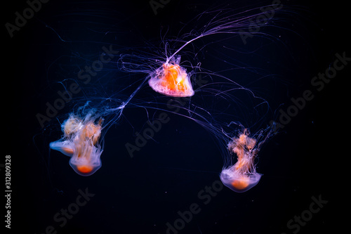 Fotografija Jelyfish in the Loro Parque in Puerto de la Cruz