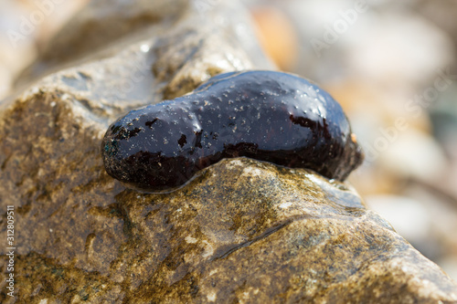 Close up of sea cucumber on a stone on the beach