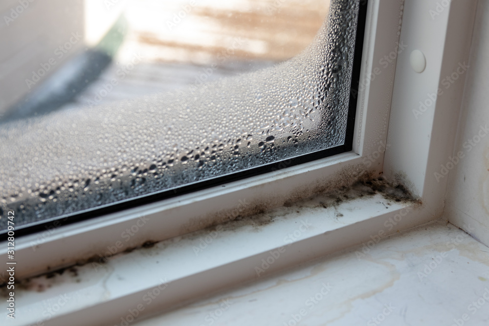 Moist mold and fungus in window and frame - obrazy, fototapety, plakaty 