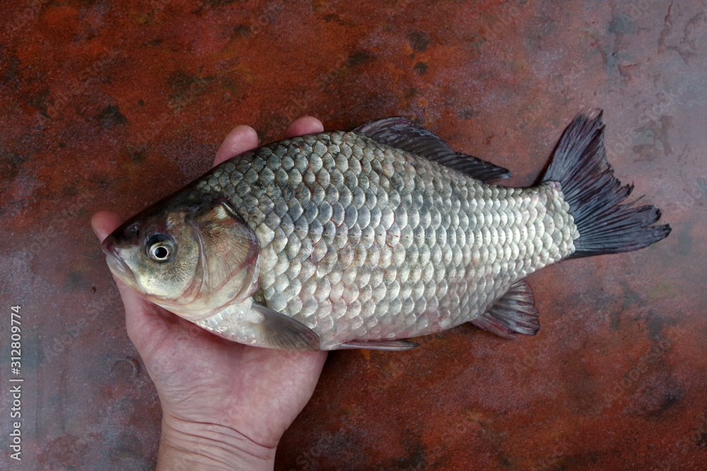 crucian fish lying on the table top view