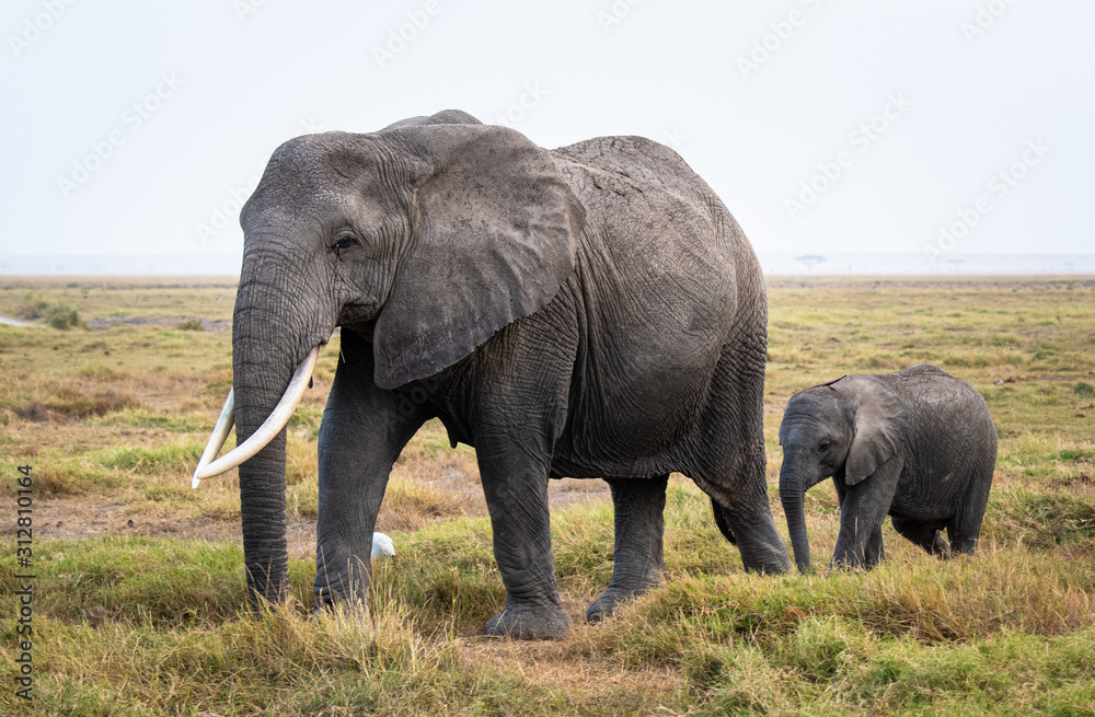 Obraz premium mother and baby elephant