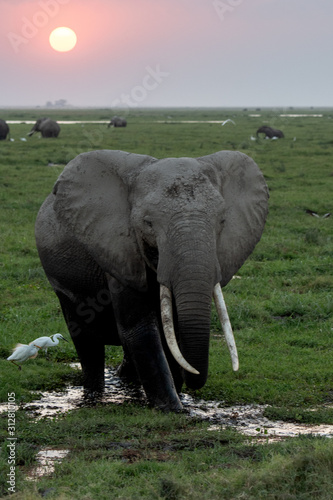 Photography elephants in savannah at sunset