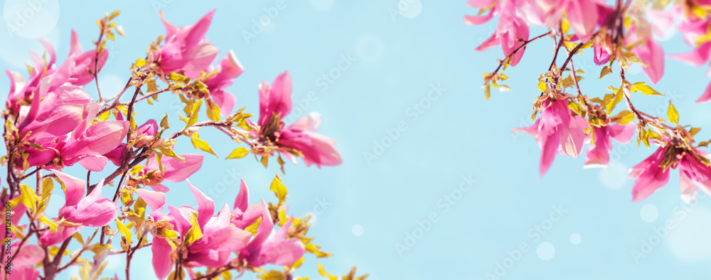 Magnolia blossom - obrazy, fototapety, plakaty 
