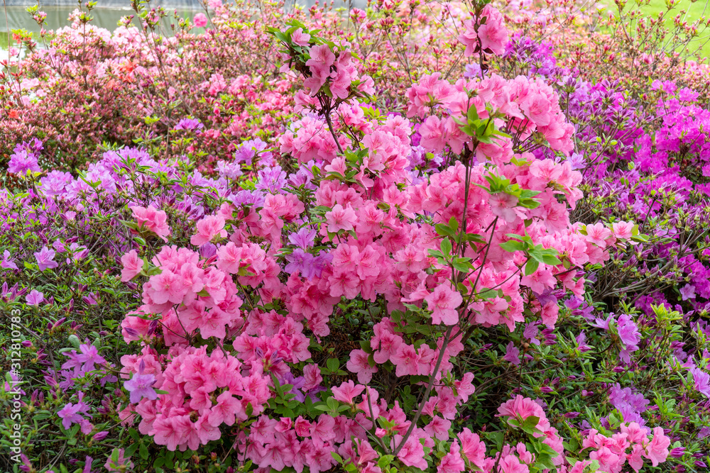 rhododendron flowers in the spring garden