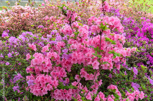 rhododendron flowers in the spring garden