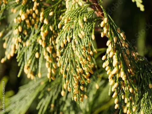 Foliage and pollen cones of incense cedar tree (Calocedrus decurrens) photo