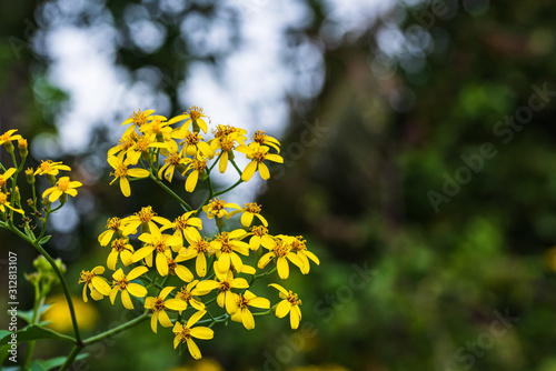 Close-up image of yellow Jacobaea Vulgaris flower. Yellow flower on blurred b...