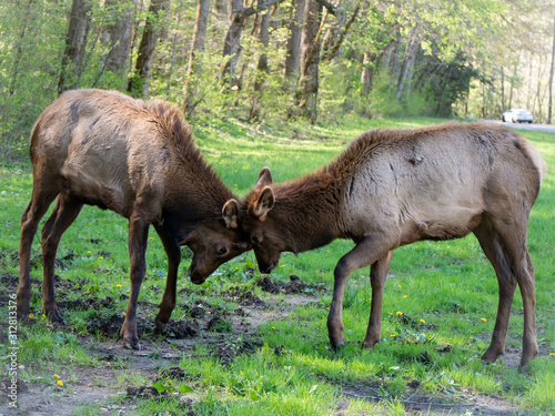 two elk