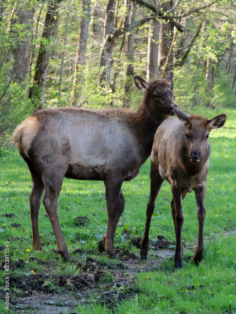 elk elk