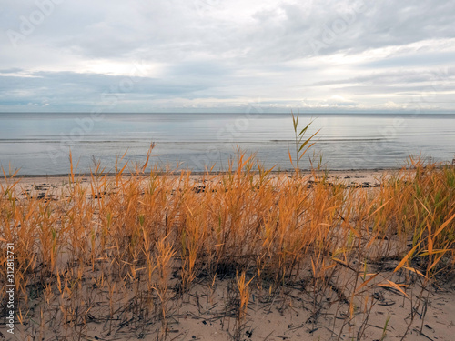 View on Gulf of Riga  Jurmala region  empty sandy beach  Vegetation growing. Calm cloudy sky and sea surface.