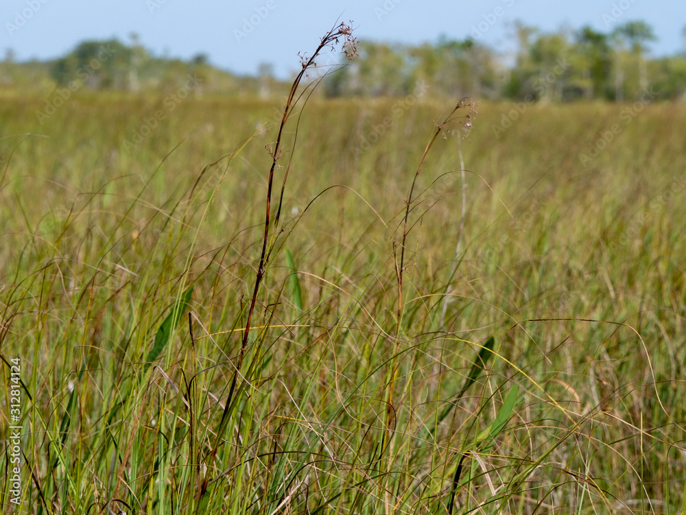 Obraz premium grassland