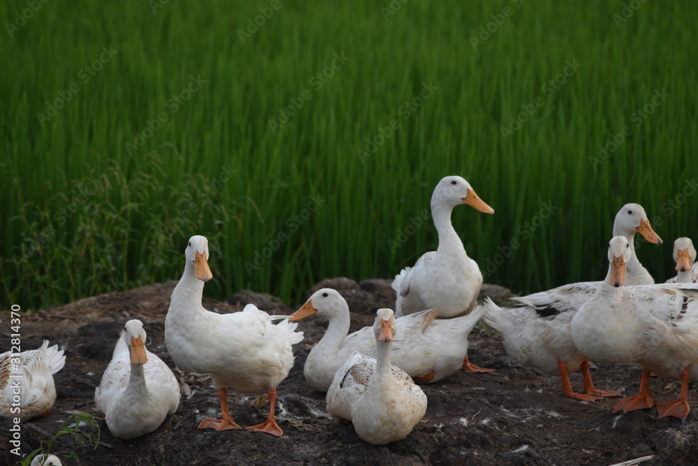 Group of white ducks in a rice field in vietnam Group of white ducks in a rice field in vietnam