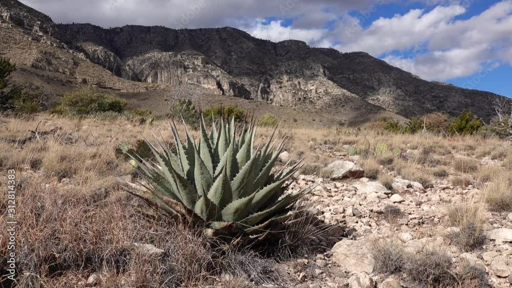 Parry's agave (Agave parryi) in south New Mexico Parry's agave (Agave parryi) in south New Mexico