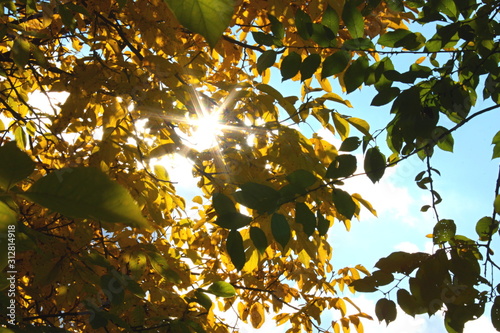 Sun between leaf in autumn