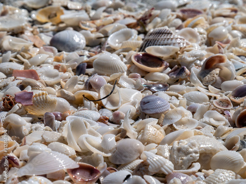 seashells on the beach