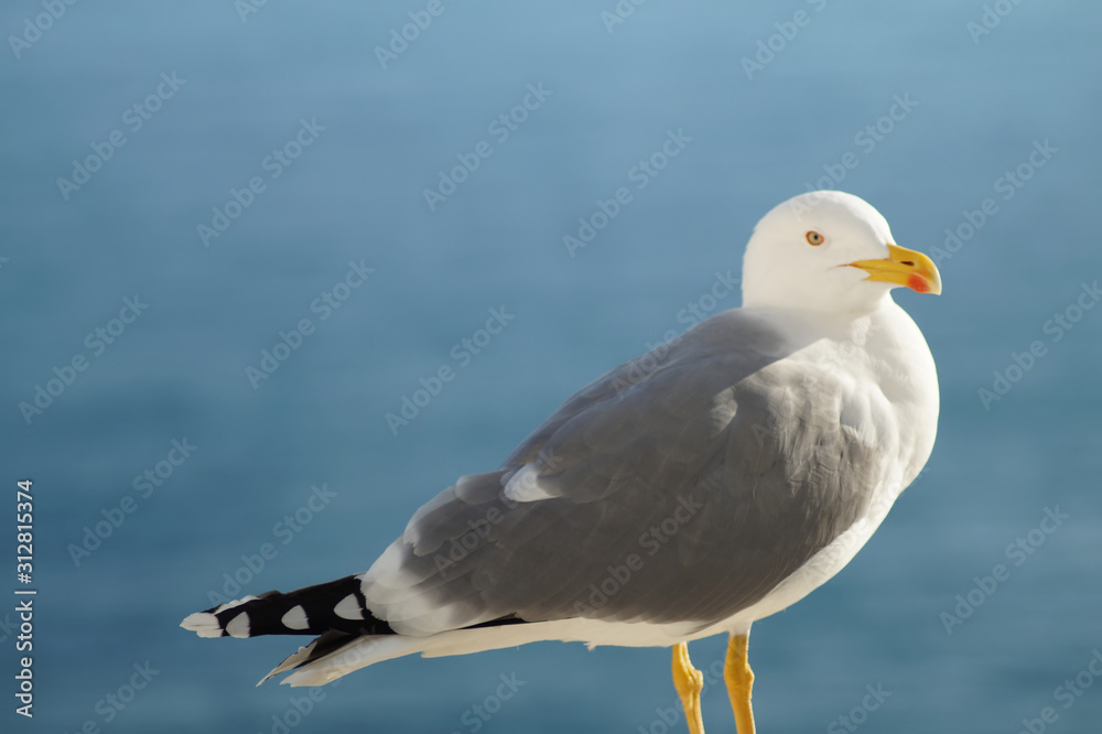 Eine monegassische Möwe Eine monegassische Möwe