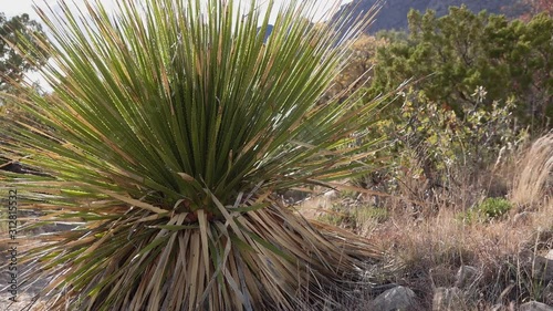 Common sotol, desert spoon (Dasylirion wheeleri). New Mexico photo