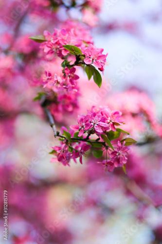 Wallpaper Mural Nature background with wonderful pink blossomed spring flowers on tree branches Torontodigital.ca