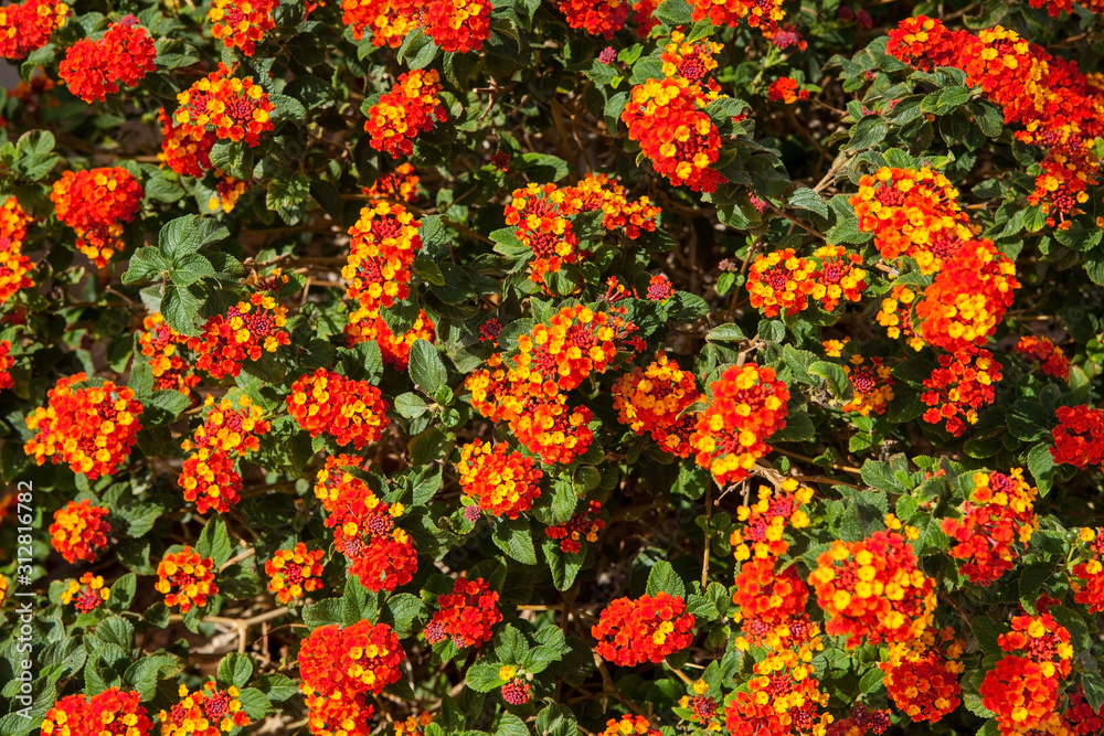 Lantana is a genus of about 150 species of perennial flowering plants in the verbena family, Verbenaceae.