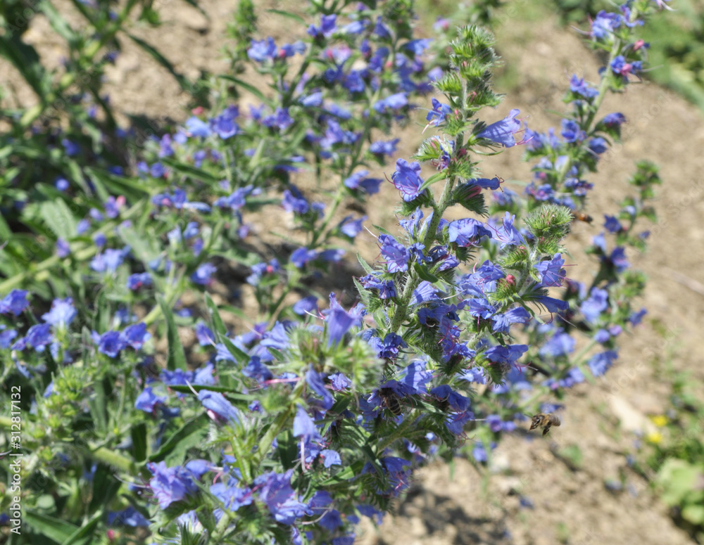 Obraz premium In the field among the herbs bloom Echium vulgare