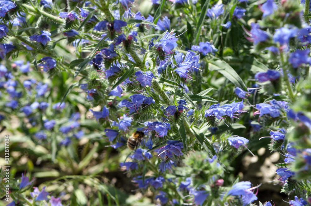 In the field among the herbs bloom Echium vulgare