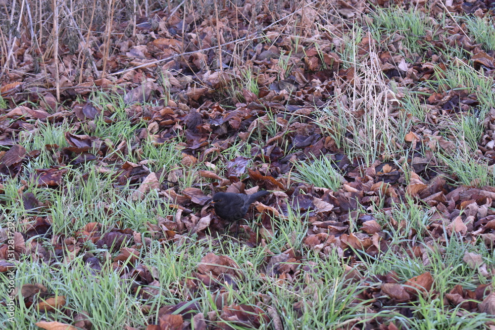 Vogel im Laub Vogel im Laub