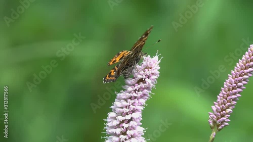 European Map Butterfly (Araschnia levana) is on the European bistort (Bistorta officinalis) flower