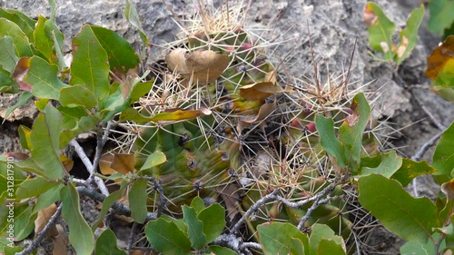 Cacti of West and Southwest USA. King cup cactus, Mojave mound cactus (Echinocereus triglochidiatus). New Mexico photo